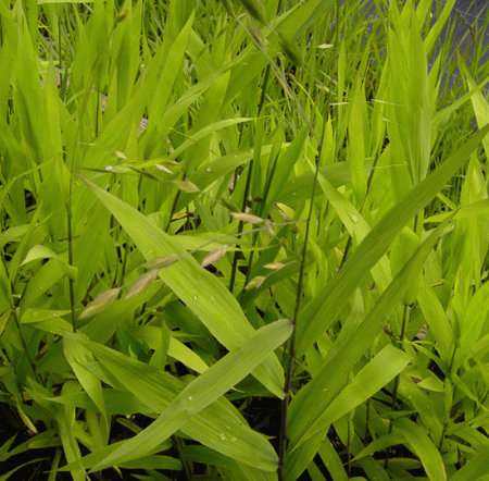 Plattährengras (Chasmanthium latifolium)