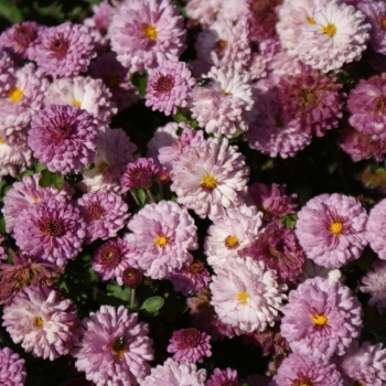 Herbst-Chrysantheme Rotes Julchen (Chrysanthemum indicum Rotes Julchen)