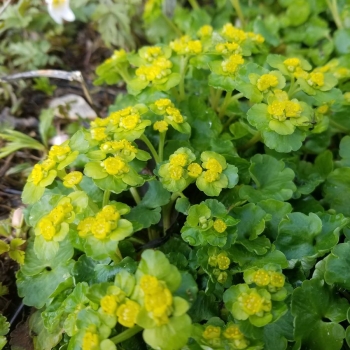 Wechselblättriges Milzkraut (Chrysosplenium alternifolium)