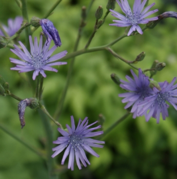 Preview: Französischer Milch-Lattich (Cicerbita plumeri)