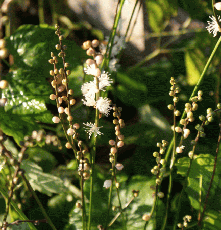 Zwerg-Silberkerze (Actaea japonica; syn. Cimicifuga japonica Chejudo Form)