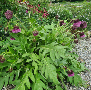 Preview: Japanische Kratzdistel (Cirsium purpuratum)