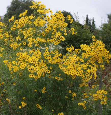 Hohes Mädchenauge (Coreopsis tripteris)