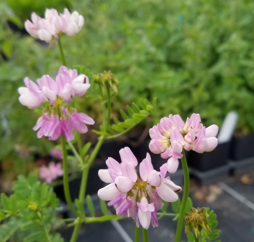 Bunte Kronwicke (Coronilla varia, Securigera varia)