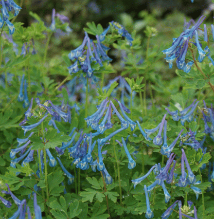 Lerchensporn Craigton Blue (Corydalis Hybride Craigton Blue)