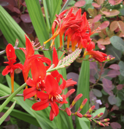 Montbretie Luzifer (Crocosmia Hybride Luzifer)