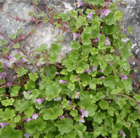 Zimbelkraut (Cymbalaria muralis)