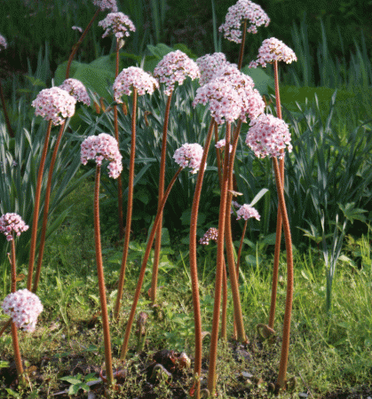 Schildblatt (Darmera peltata)