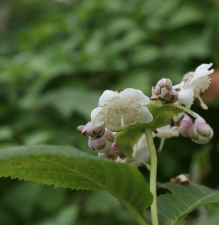 Scheinhortensie Pink Shi (Hydrangea; syn. Deinanthe Hybride Pink Shi)