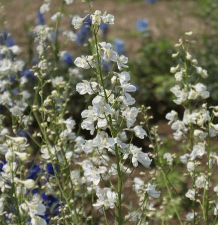 Preview: Rittersporn Moerheimii (Delphinium x belladonna Moerheimii)