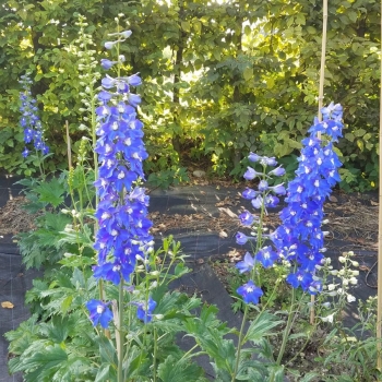 Rittersporn Lanzenträger (Delphinium x elatum Lanzenträger)