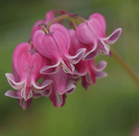 Herzblume King of Hearts (Dicentra Hybride King of Hearts)