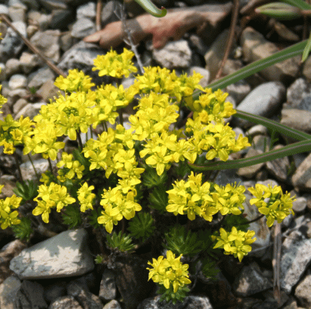 Hungerblümchen (Draba aizoides)