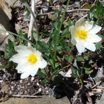 Weiße Silberwurz (Dryas octopetala)