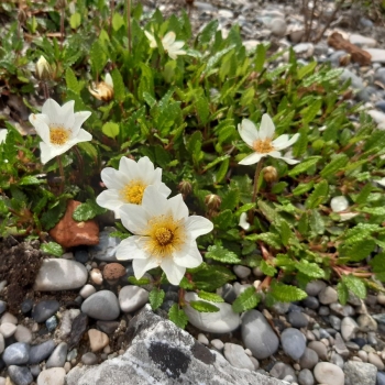 Weiße Silberwurz (Dryas octopetala)