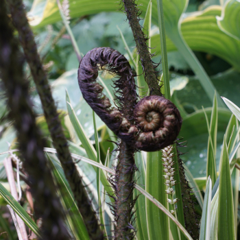 Elefantenrüssel-Farn (Dryopteris atrata)