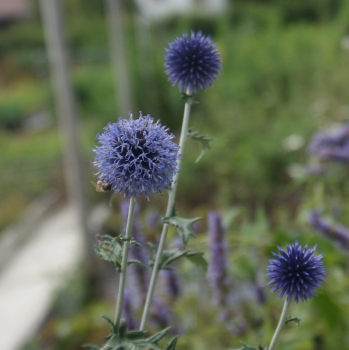 Preview: Kugeldistel Veitch Blue (Echinops ritro Veitch Blue)