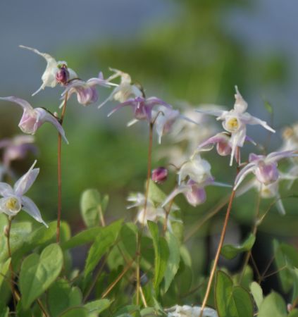 Preview: Großblütige Elfenblume Akebono (Epimedium grandiflorum Akebono)