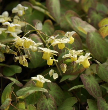 Elfenblume Sulphureum (Epimedium versicolor Sulphureum)