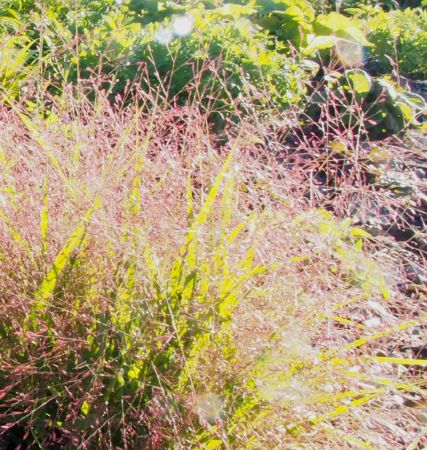 Prärie-Liebesgras (Eragrostis spectabilis)