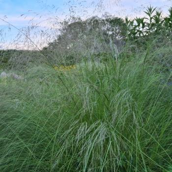 Sand-Liebesgra (Eragrostis trichodes Bend)