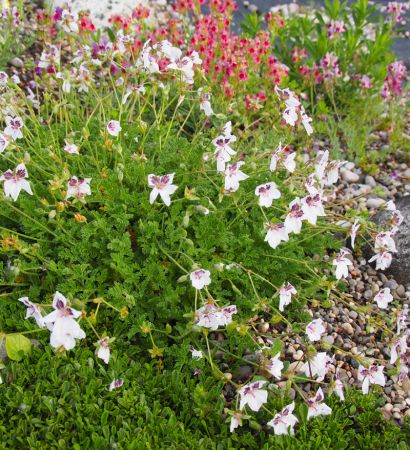 Reiherschnabel (Erodium guttatum)