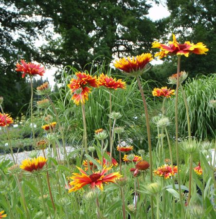 Kokardenblume Fackelschein (Gaillardia aristata Fackelschein)