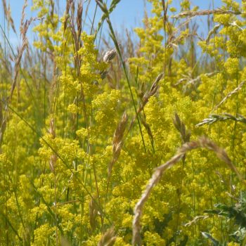 Preview: Echtes Labkraut (Galium verum)