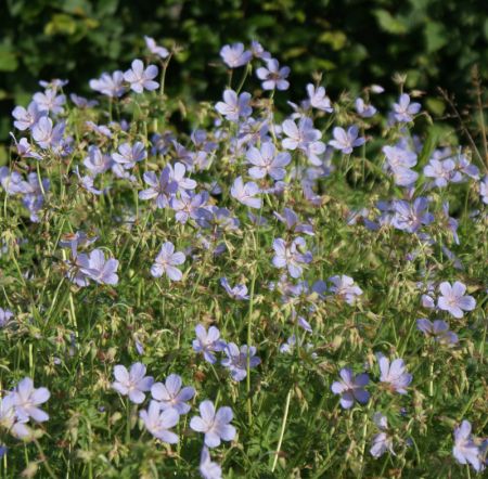 Preview: Storchschnabel Blue Cloud (Geranium collinum Blue Cloud)