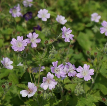 Storchschnabel Chantilly (Geranium Gracile-Hybride Chantilly)