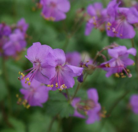 Teppich-Storchschnabel Karmina (Geranium x cantabrigiense Karmina)