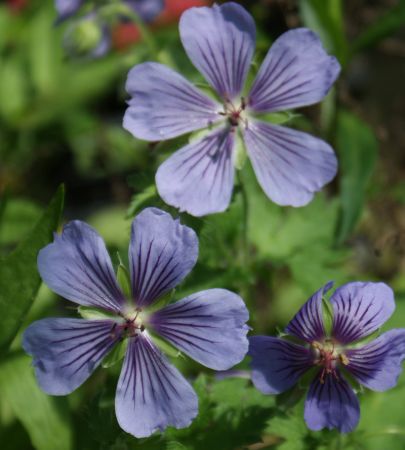 Storchschnabel Ushguli Grey (Geranium ibericum Ushguli Grey)