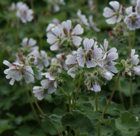 Kaukasus-Storchschnabel (Geranium renardii)