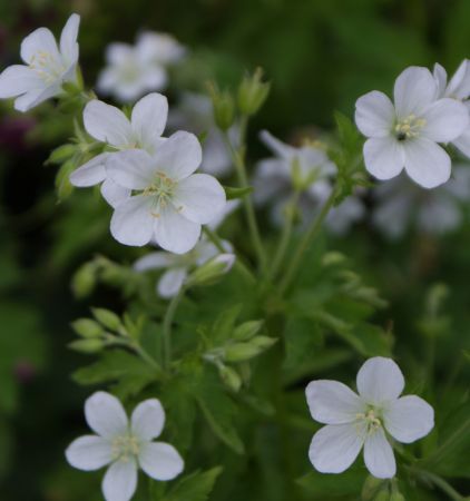 Wald Storchschnabel Album (Geranium sylvaticum Album)