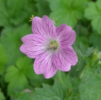 Veränderlicher Storchschnabel (Geranium versicolor)