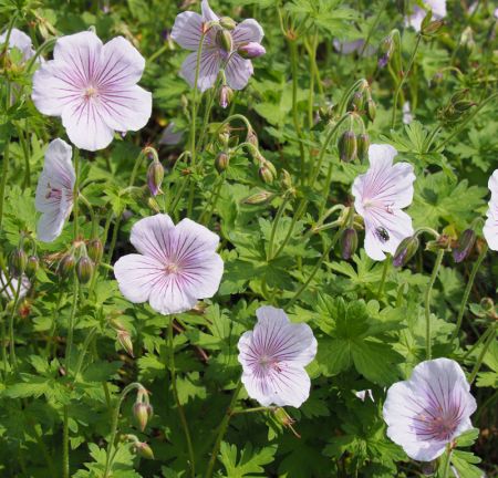 Storchschnabel Derrik Cook (Geranium himalayense Derrik Cook)