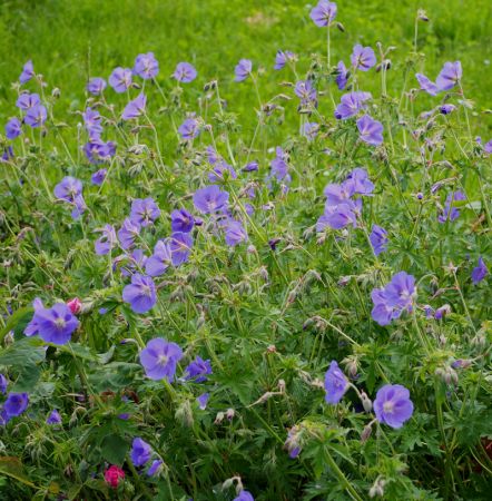 Wiesen-Storchschnabel Orion (Geranium pratense hybride Orion)