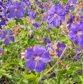 Storchschnabel Sabani Blue (Geranium x ibericum Sabani Blue)