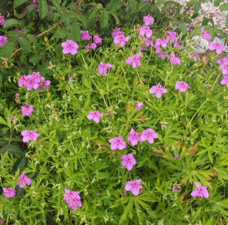 Preview: Storchschnabel Butterfly Kisses (Geranium soboliferum Butterfly Kisses)