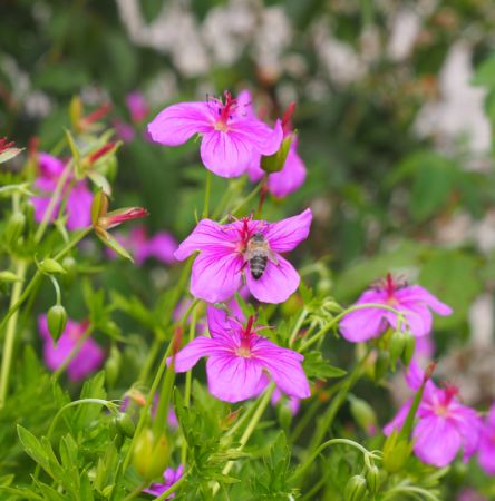 Storchschnabel Butterfly Kisses (Geranium soboliferum Butterfly Kisses)