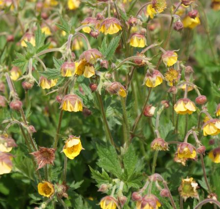 Nelkenwurz Oma Fachsenfeld (Geum Hybride Oma Fachsenfeld)