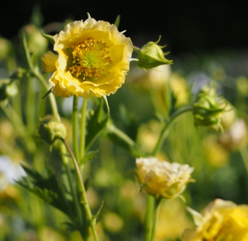 Nelkenwurz Gimlet (Geum Hybride Gimlet)