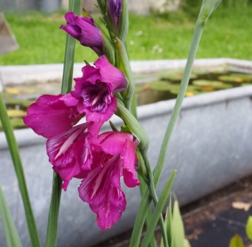 Sumpf-Gladiole, Sumpf-Siegwurz (Gladiolus palustris)