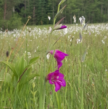 Sumpf-Gladiole, Sumpf-Siegwurz (Gladiolus palustris)