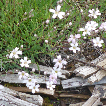 Preview: Polster-Schleierkraut (Gypsophila repens)