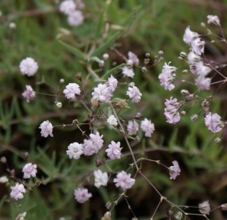 Preview: Schleierkraut Rosenschleier (Gypsophila repens Rosenschleier)