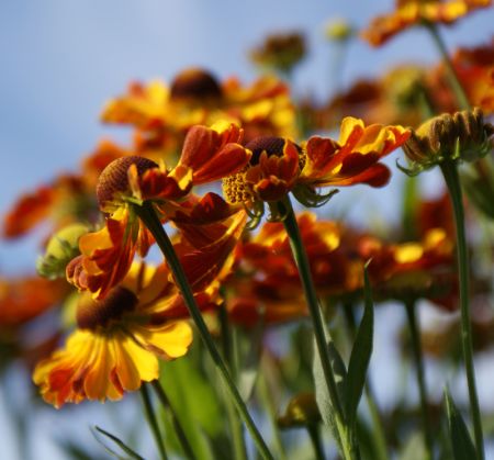 Sonnenbraut Rauchtopas (Helenium Hybride Rauchtopas)