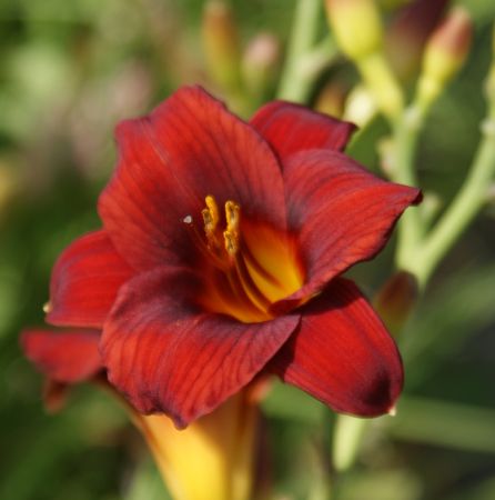 Taglilie Little Joy (Hemerocallis hybr.)