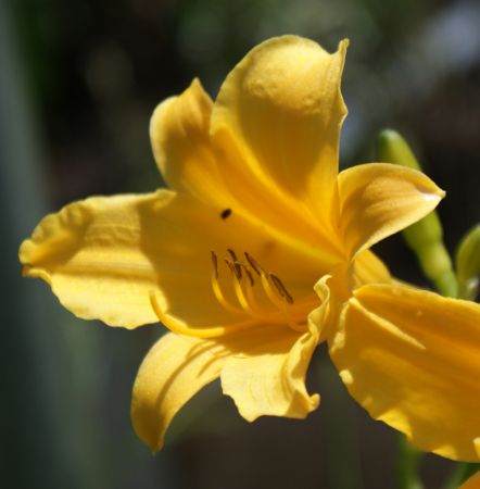 Taglilie Belle (Hemerocallis hybr.)
