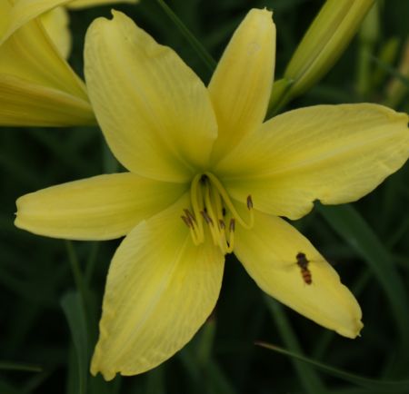 Taglilie Hyperion (Hemerocallis hybr.)